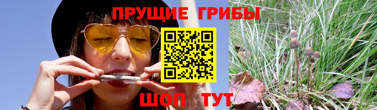 Чернушка  Псилоцибиновые грибы мухоморы  Вход с VPN 